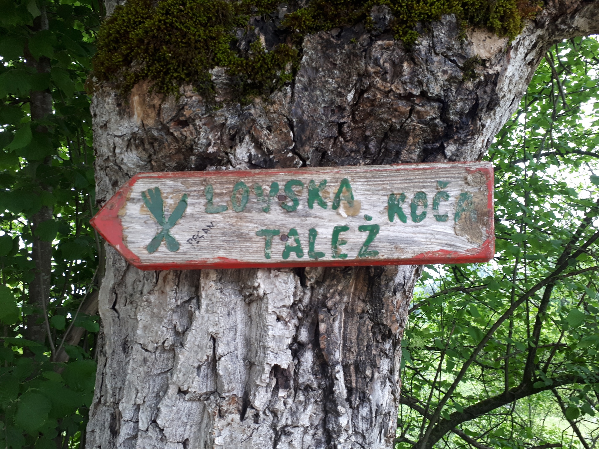 All Trails Lead to Talež!